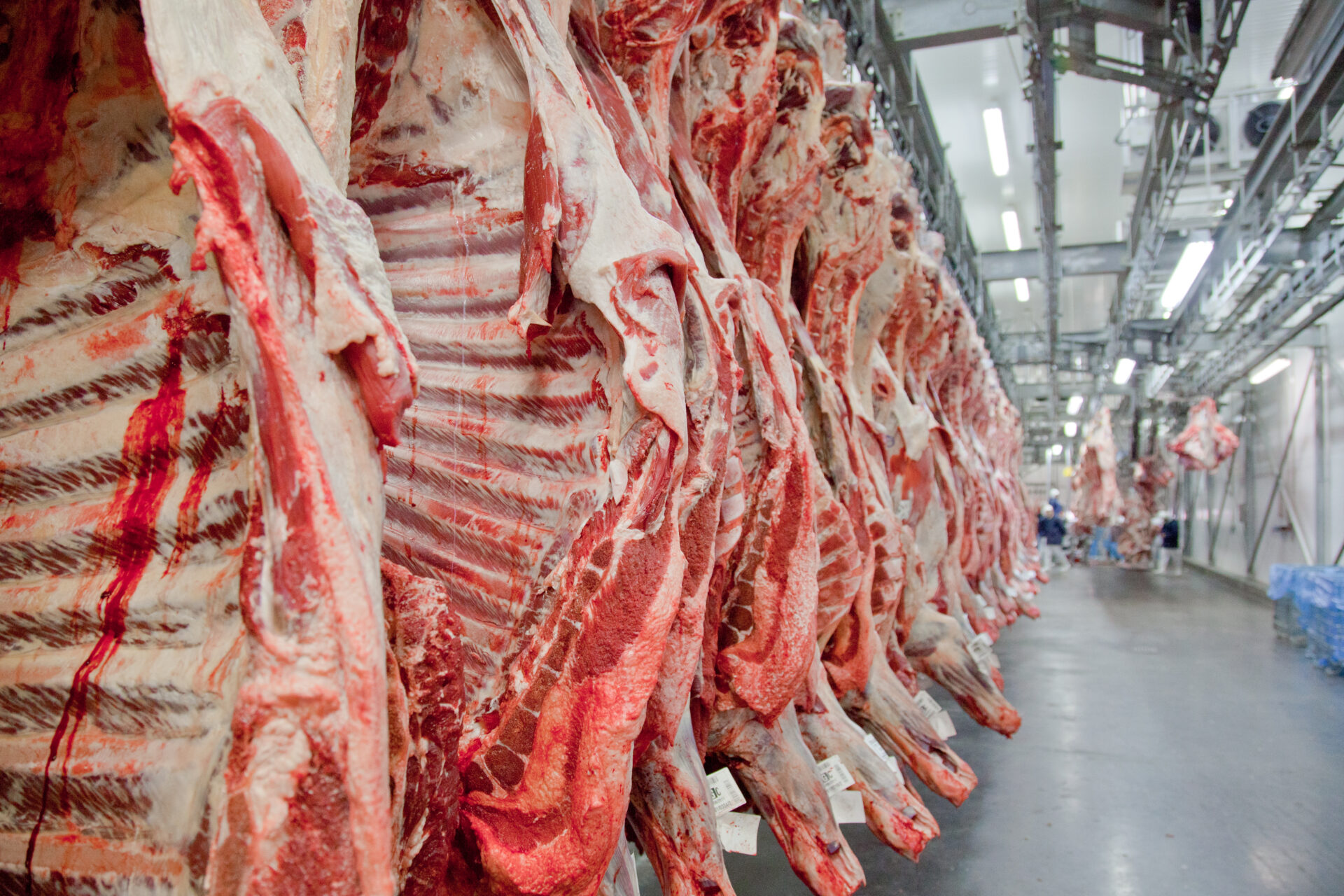 Mercado da Carne Bovina: Perspectivas para 2024 e Além