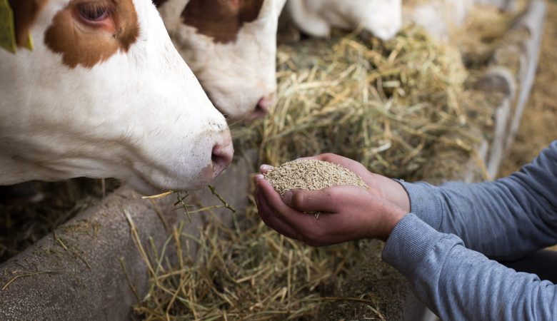 Nutrição Animal para Bovinos: A Chave para um Crescimento Saudável e Produtivo